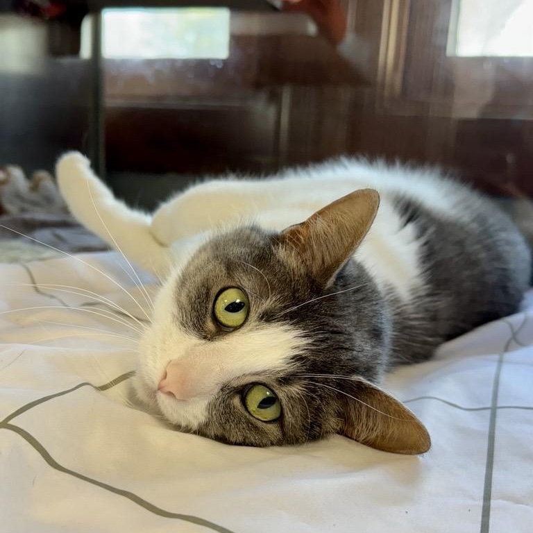 Enlarge Miley, a Adoptable Domestic Short Hair in Midland, MI image 1/5