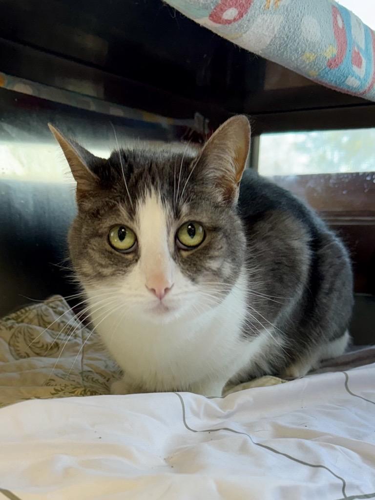 Enlarge Miley, a Adoptable Domestic Short Hair in Midland, MI image 5/5