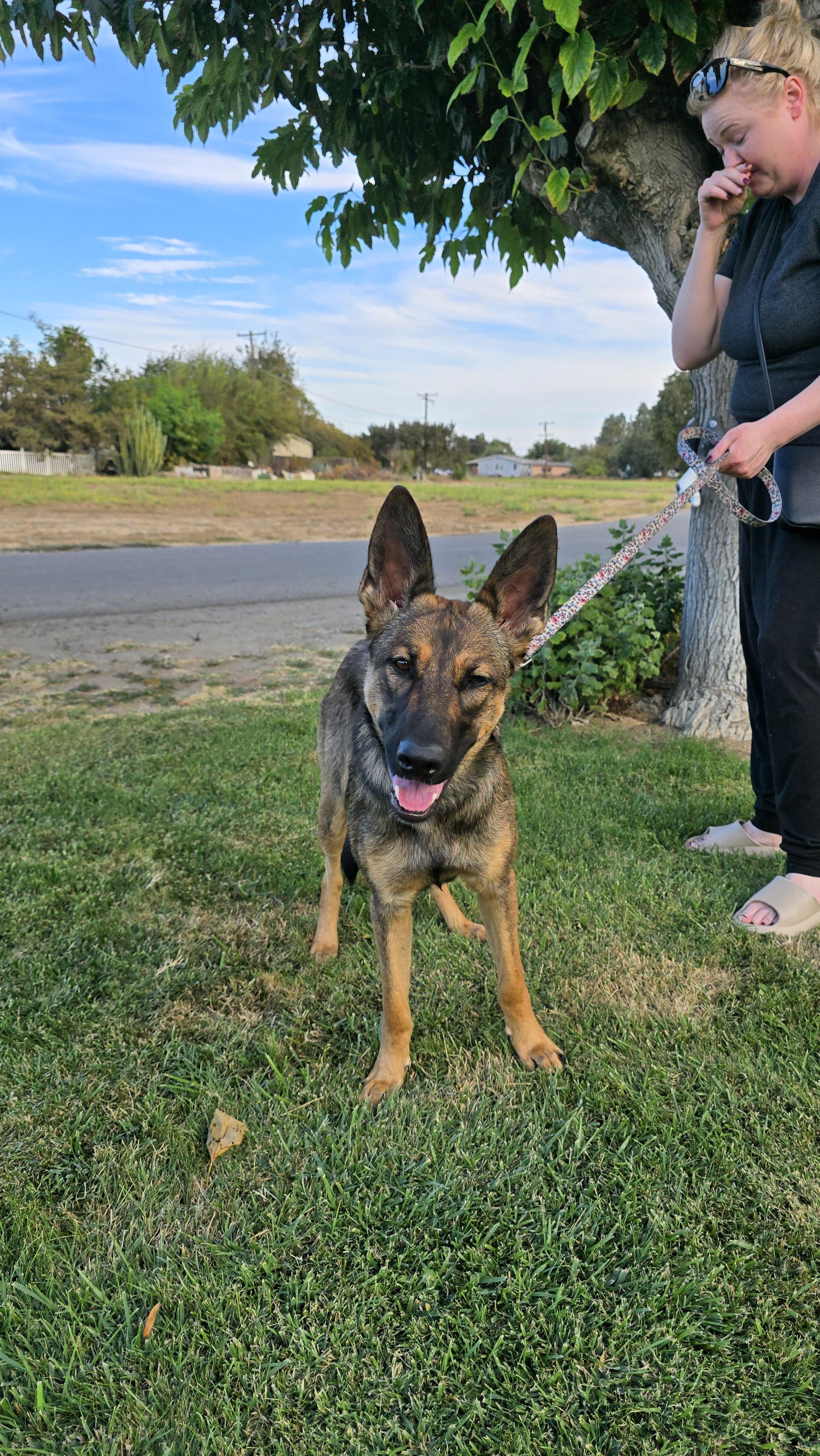Roxy, a Adoptable mixed breed in Tracy, CA image 1/4
