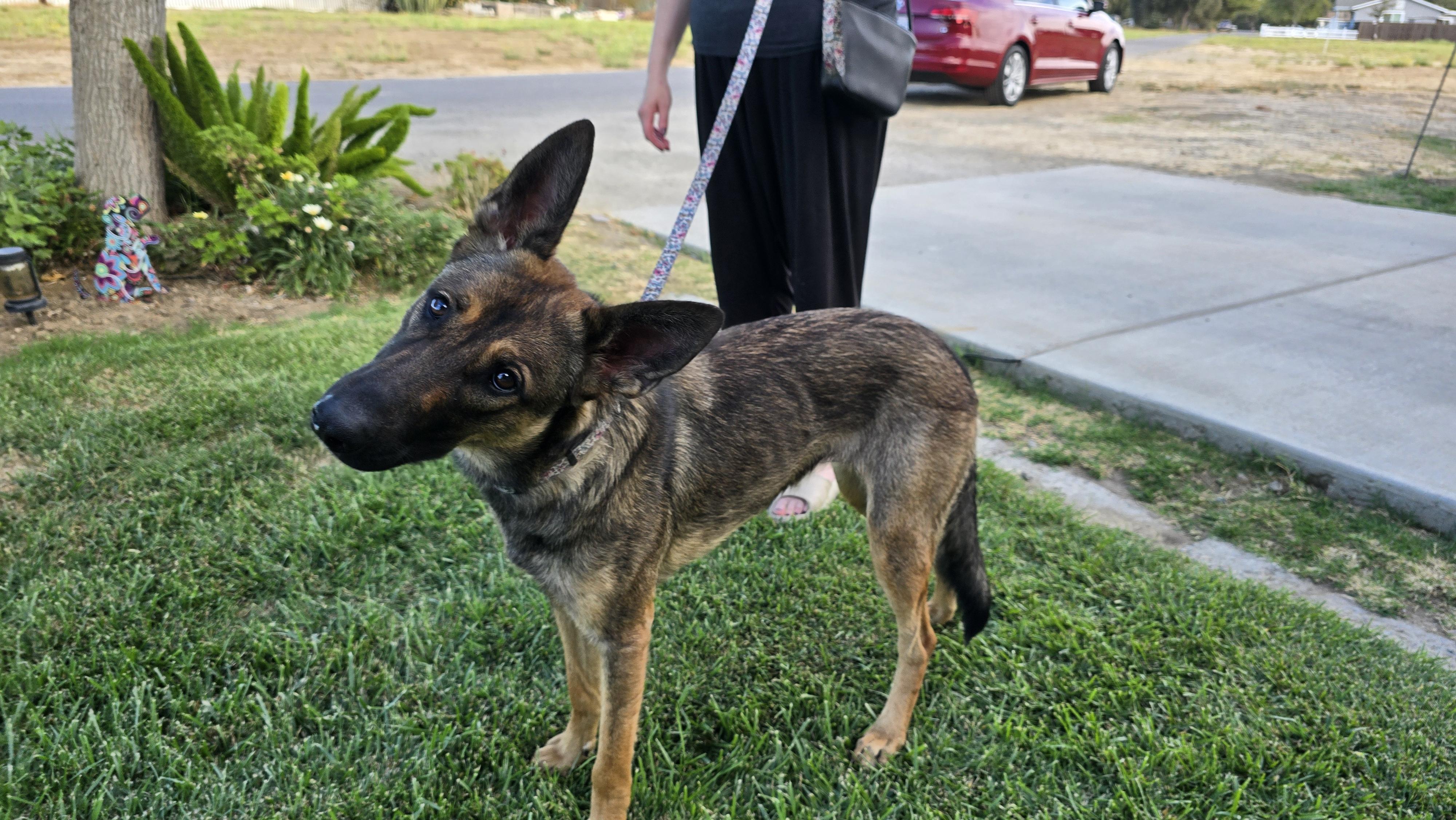 Roxy, a Adoptable mixed breed in Tracy, CA image 2/4