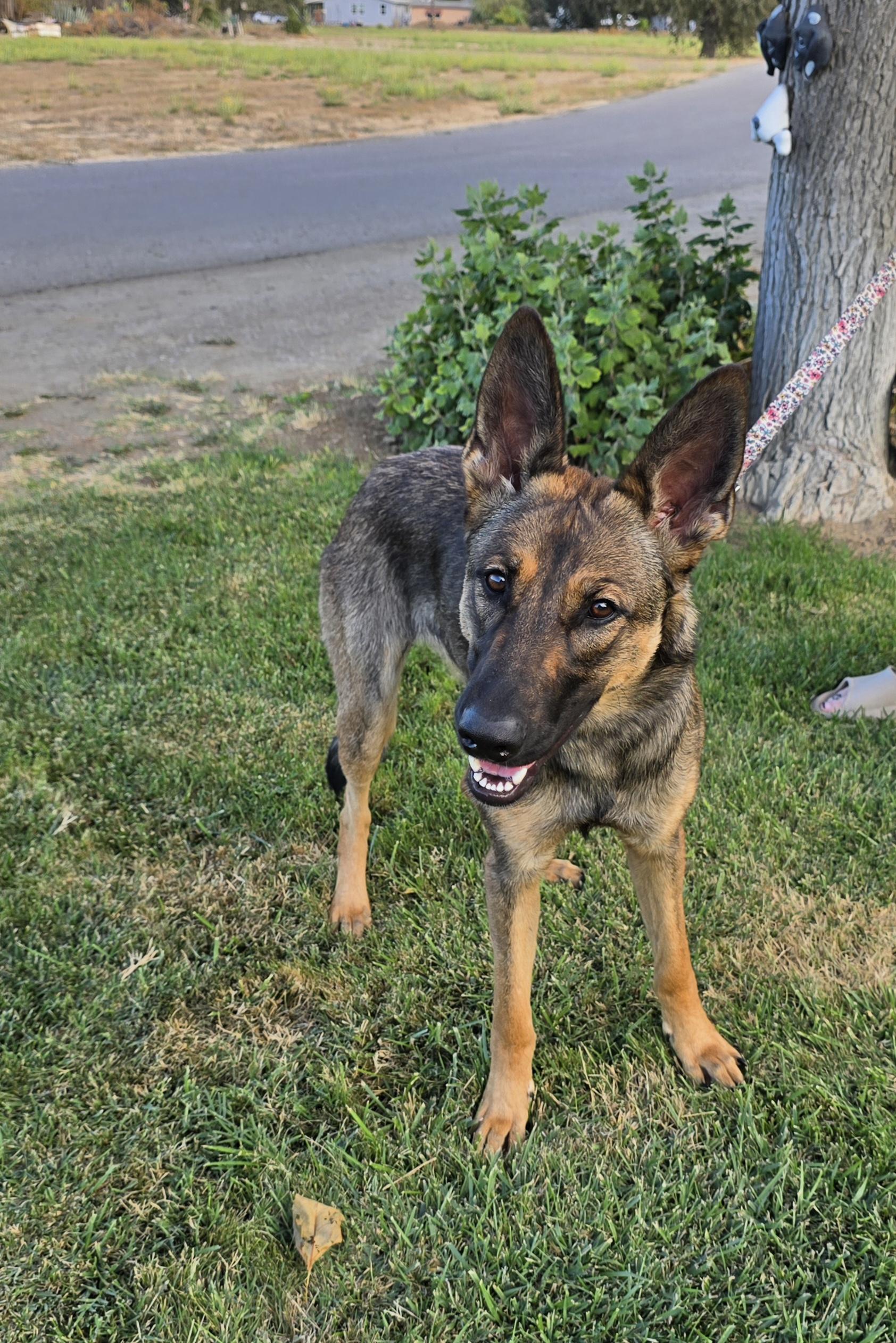 Roxy, a Adoptable mixed breed in Tracy, CA image 3/4