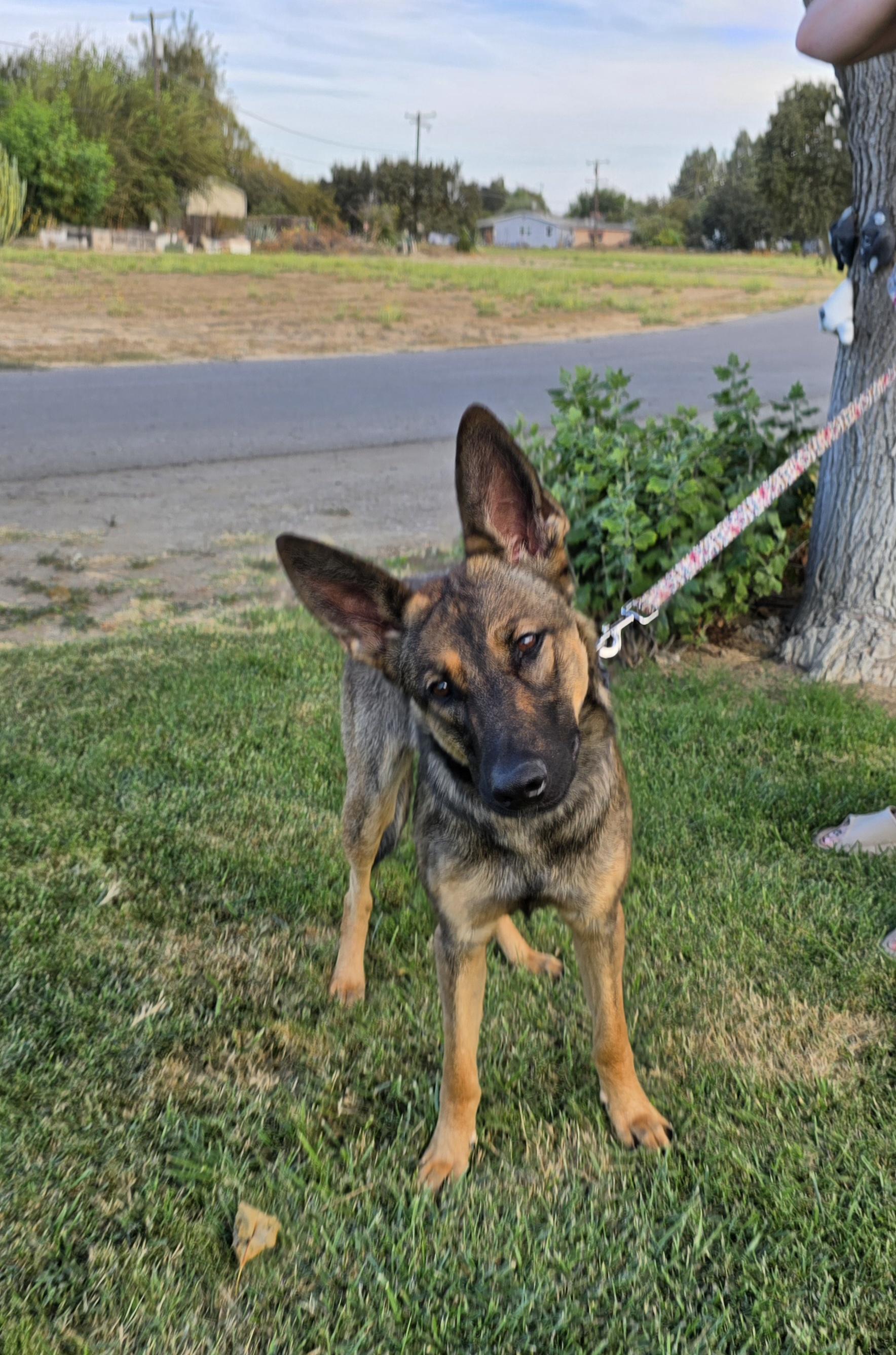 Roxy, a Adoptable mixed breed in Tracy, CA image 4/4