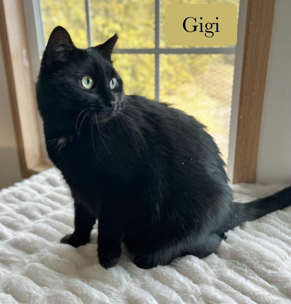 Gigi, Adoptable, Young Female Domestic Short Hair.