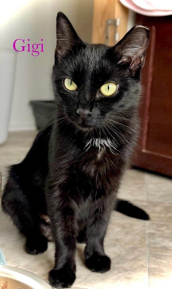 Enlarge Gigi, a Adoptable Domestic Short Hair in Chalfont, PA image 1/2