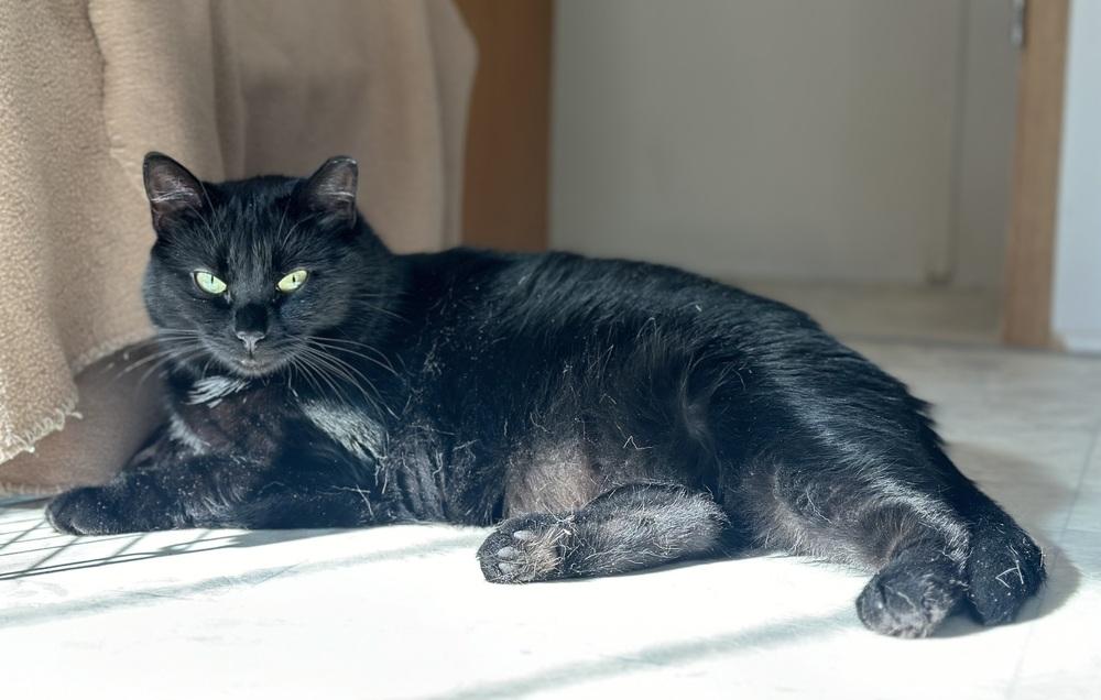 Enlarge Gigi, a Adoptable Domestic Short Hair in Chalfont, PA image 2/6