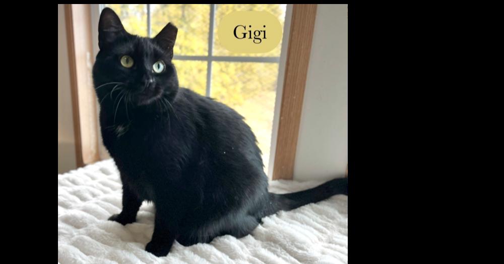 Gigi, a Adoptable Domestic Short Hair in Chalfont, PA image 1/6