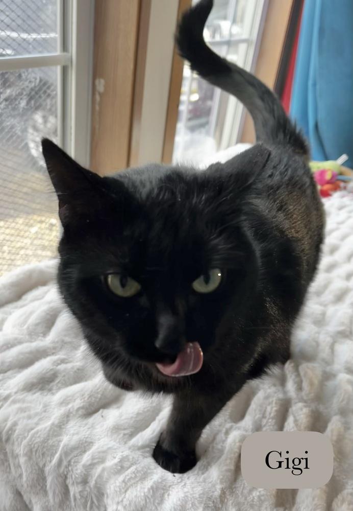 Enlarge Gigi, a Adoptable Domestic Short Hair in Chalfont, PA image 3/6