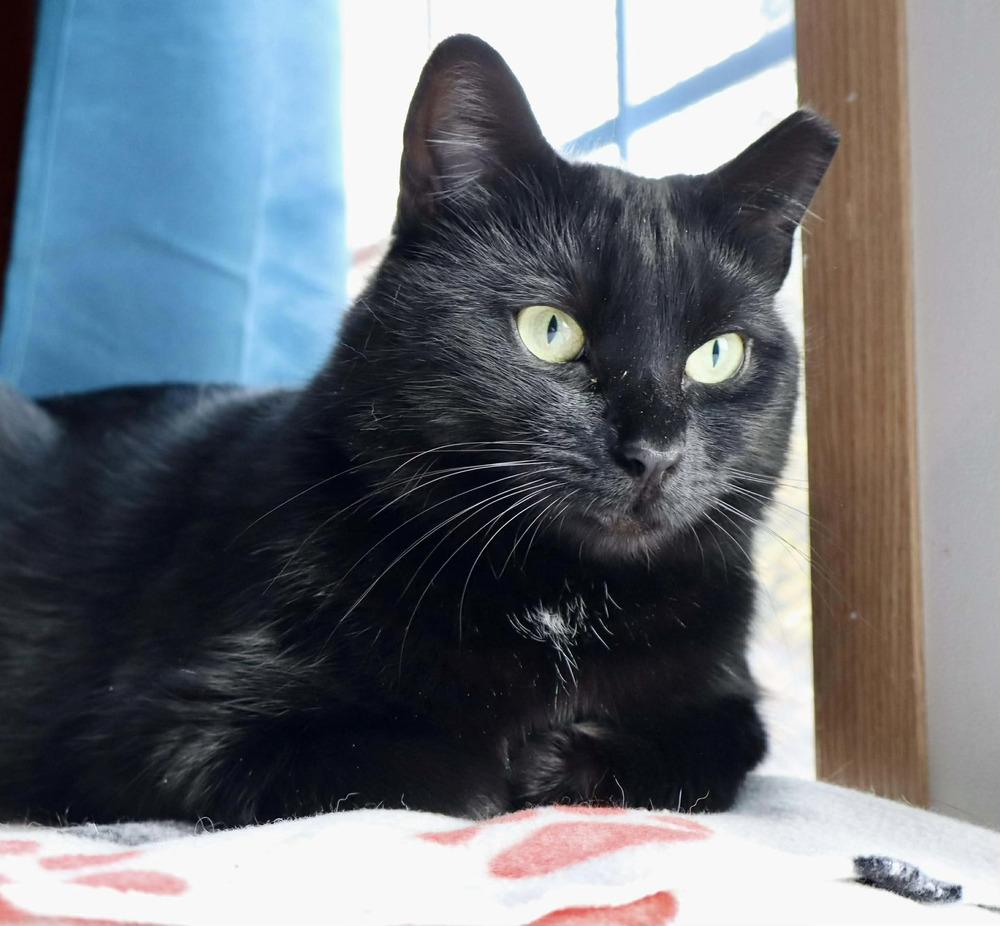 Gigi, a Adoptable Domestic Short Hair in Chalfont, PA image 2/6