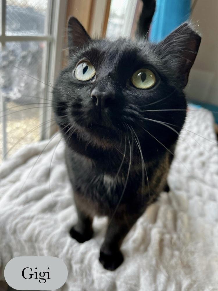 Enlarge Gigi, a Adoptable Domestic Short Hair in Chalfont, PA image 4/6