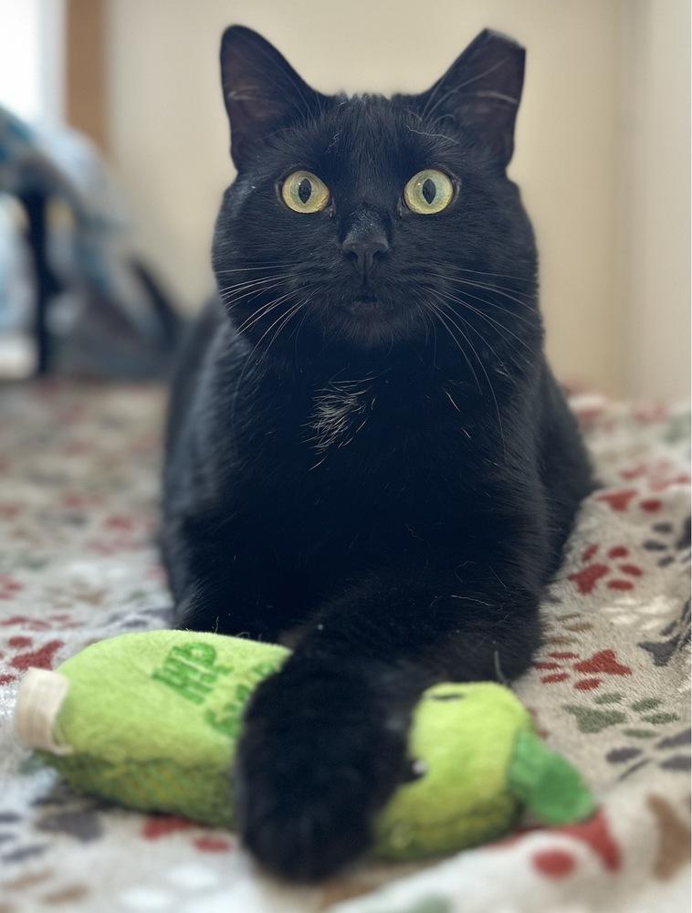 Enlarge Gigi, a Adoptable Domestic Short Hair in Chalfont, PA image 5/6