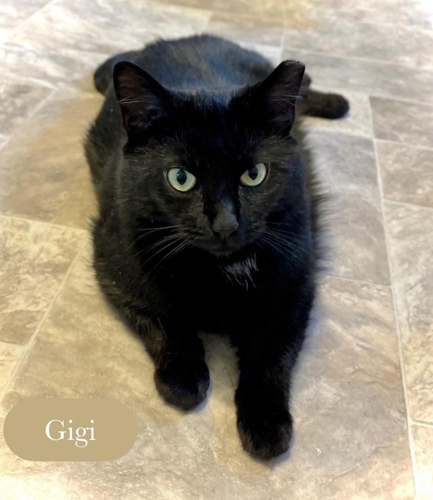 Gigi, a Adoptable Domestic Short Hair in Chalfont, PA image 3/6
