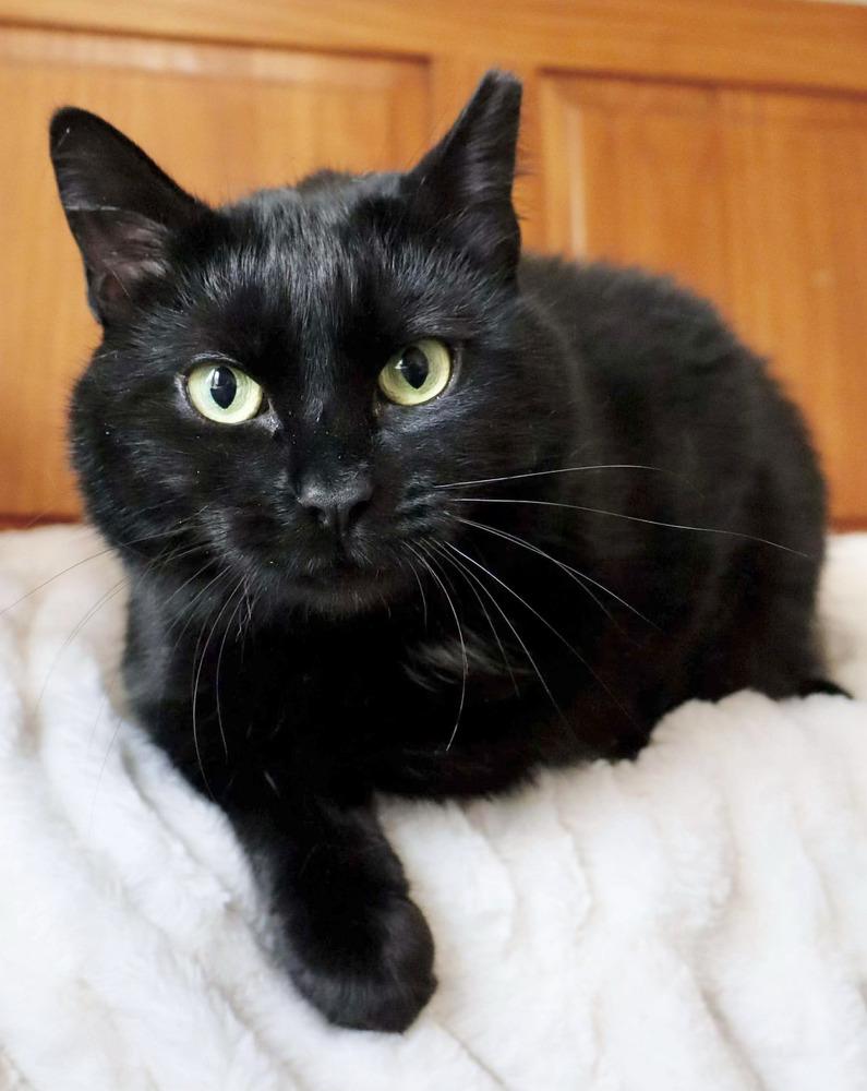 Gigi, a Adoptable Domestic Short Hair in Chalfont, PA image 4/6