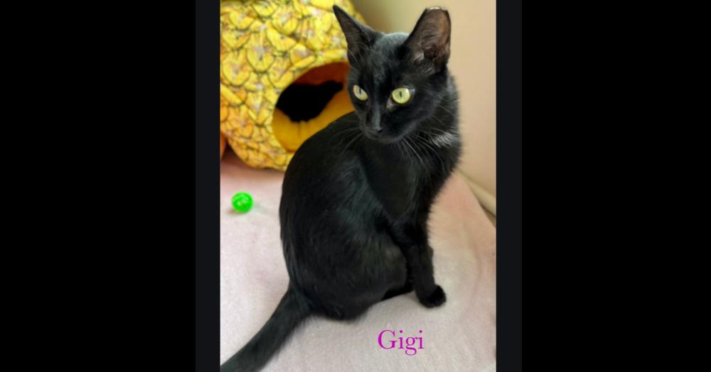 Gigi, Adoptable, Young Female Domestic Short Hair.