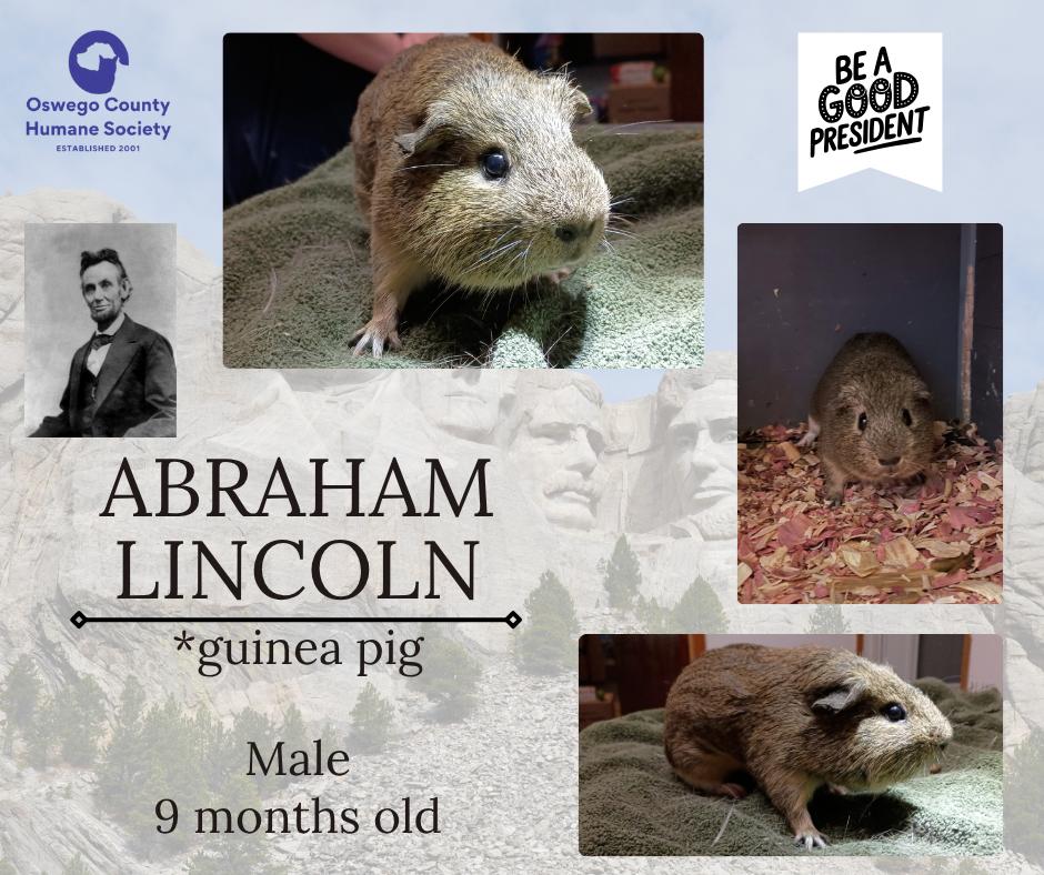 Abraham, Adoptable, Young Male Guinea Pig.