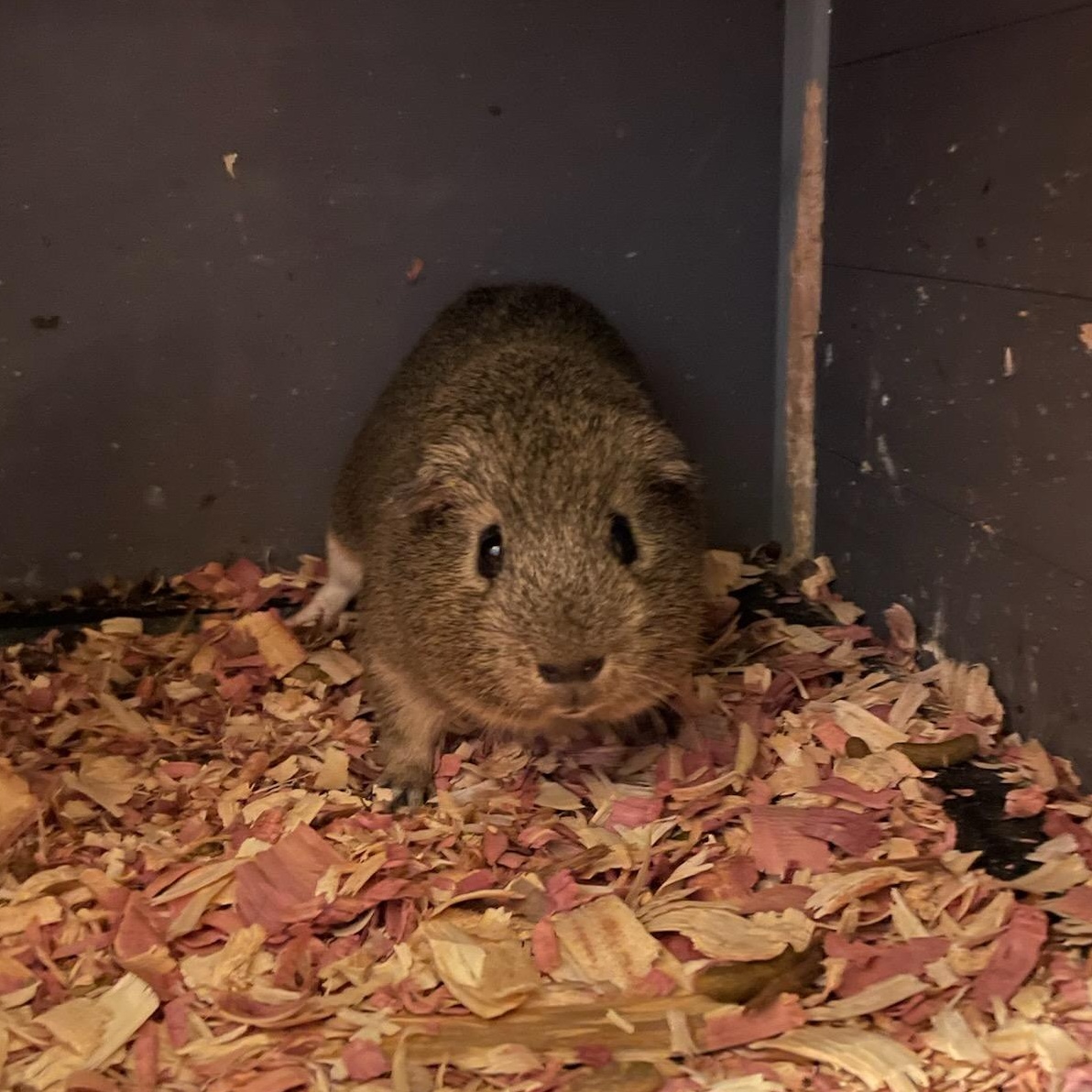 Abraham, a Adoptable Guinea Pig in Oswego, NY image 2/3