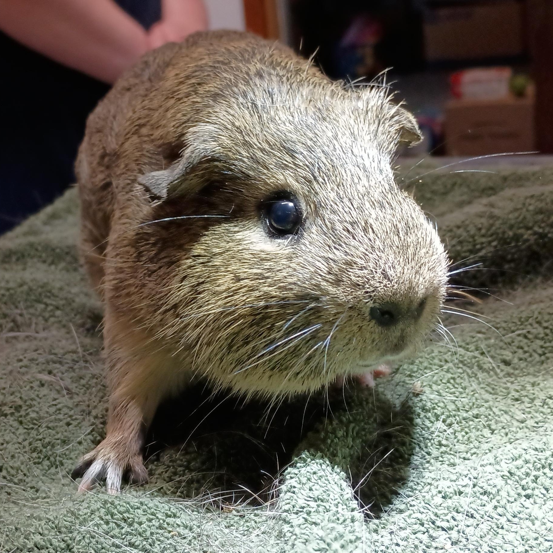 Abraham, a Adoptable Guinea Pig in Oswego, NY image 3/3
