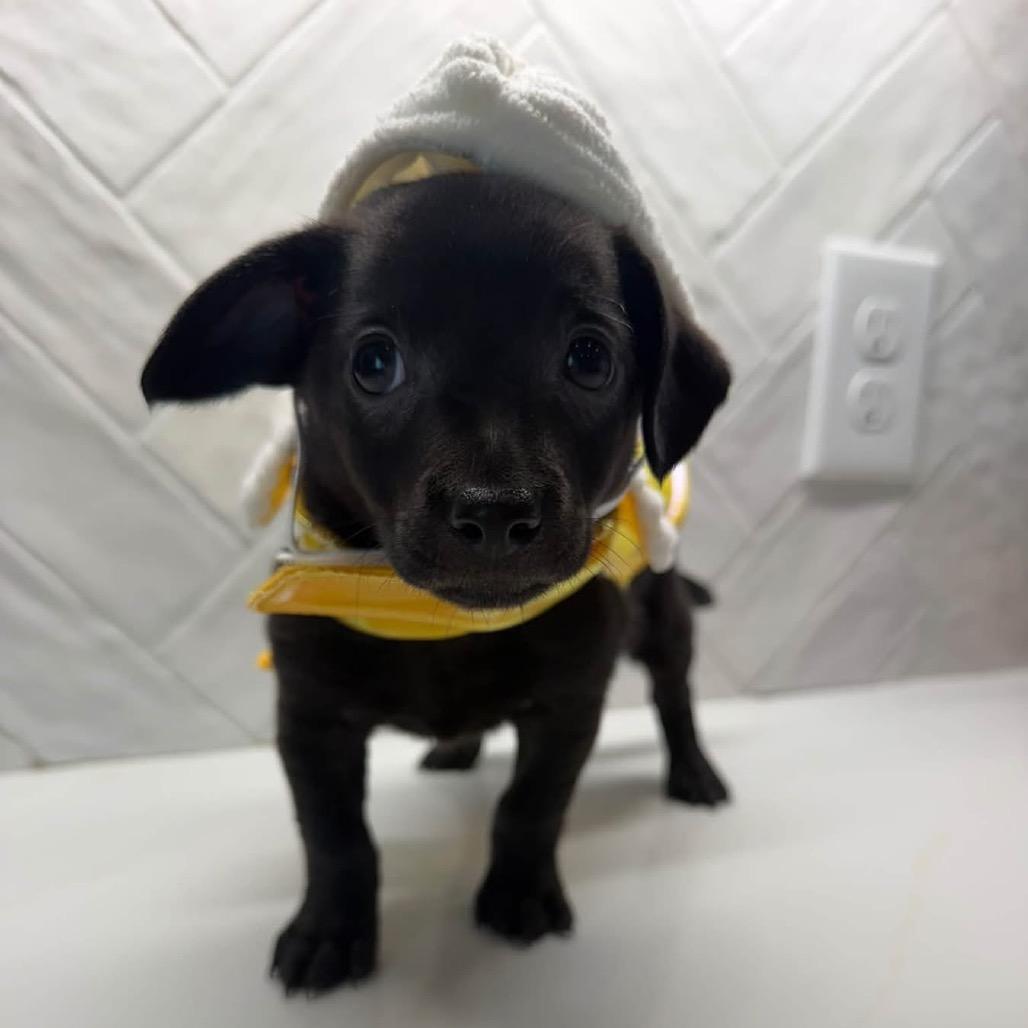 Enlarge Jerry, a Adoptable mixed breed in Baton Rouge, LA image 1/2