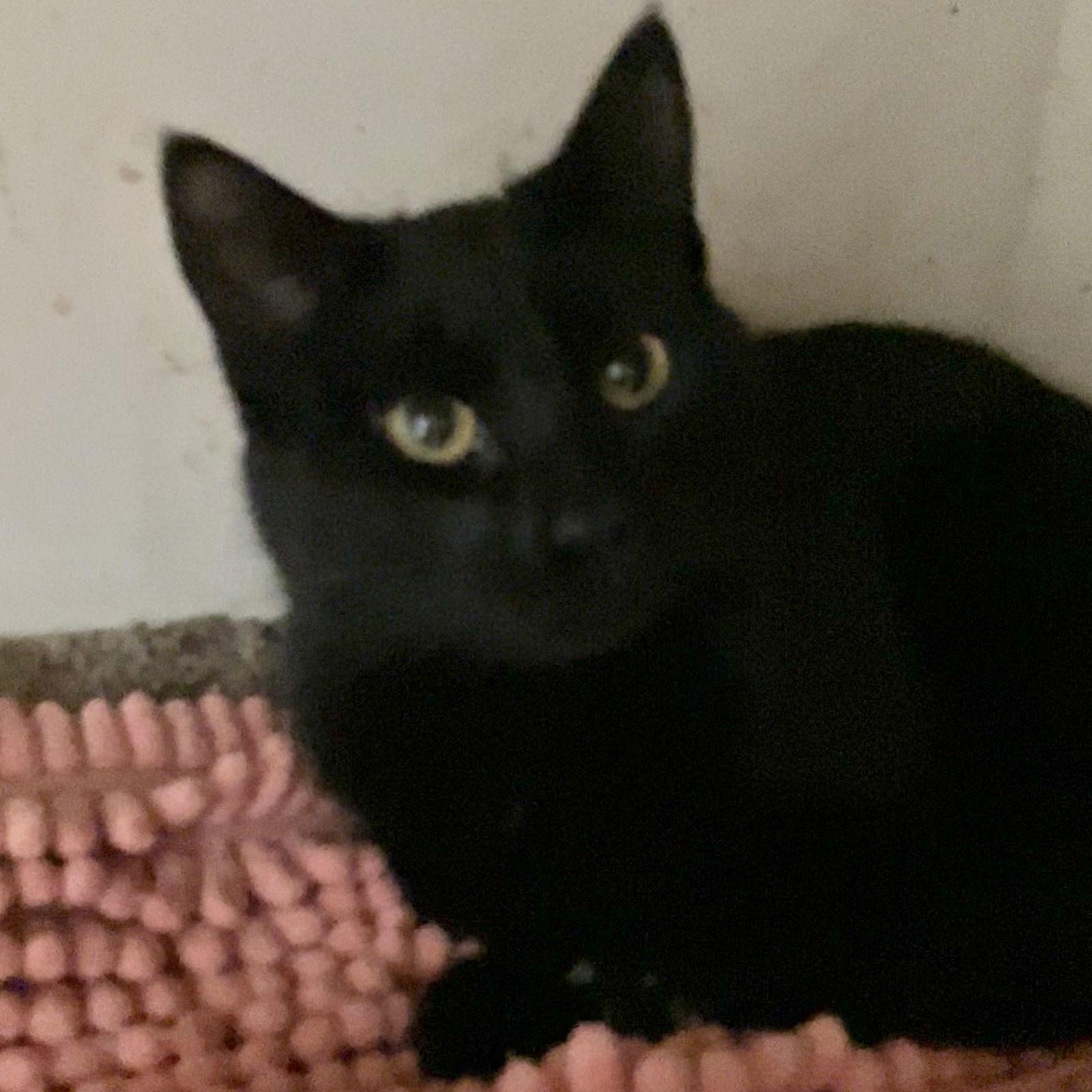 Black Jack — thumbnail 2