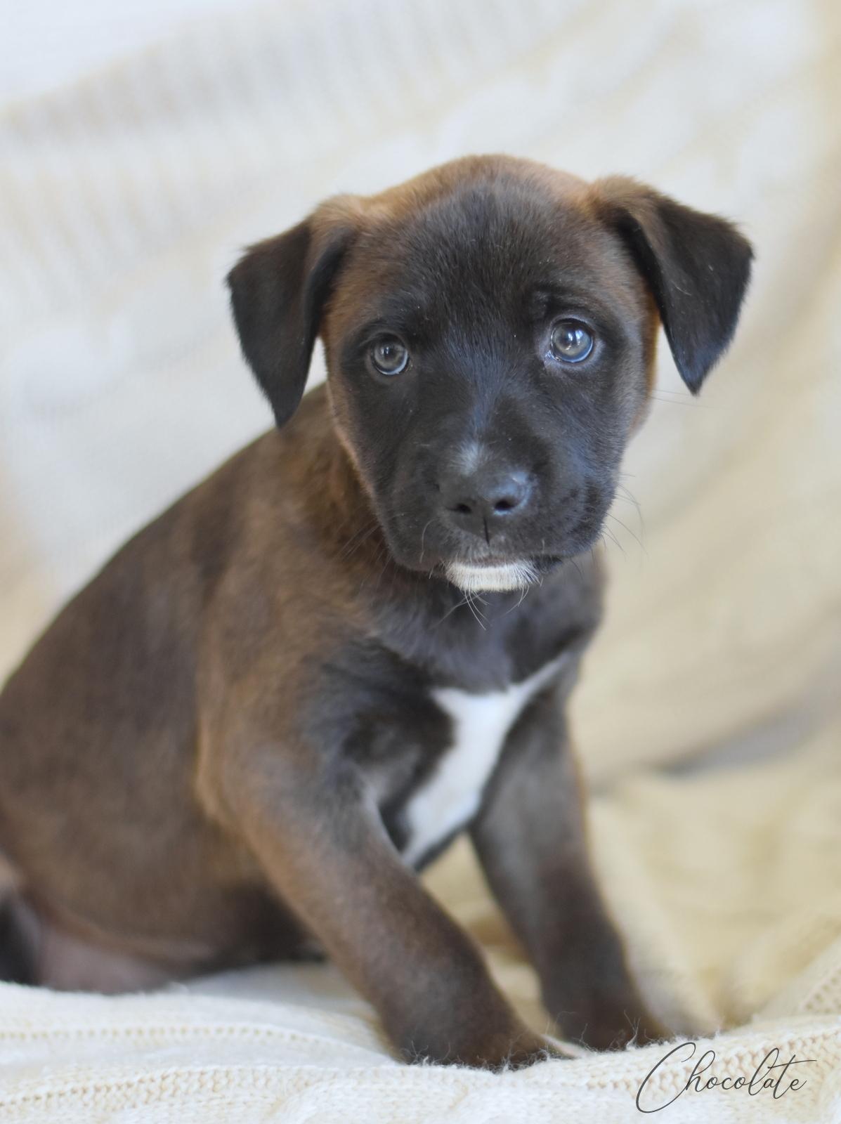 Chocolate (Valentine Litter), an adopted mixed breed in Annapolis, MD image 5/6