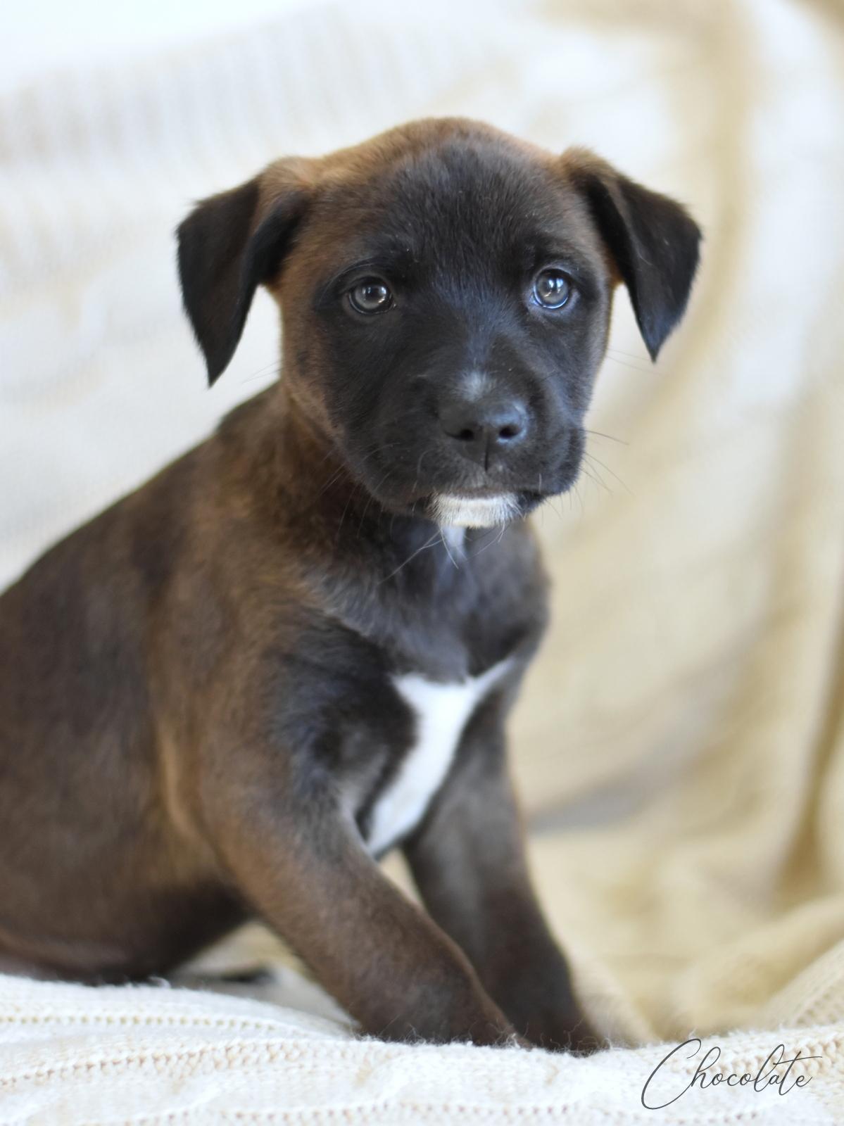 Chocolate (Valentine Litter), an adopted mixed breed in Annapolis, MD image 3/6