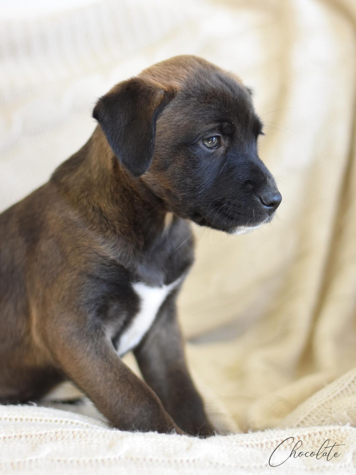 Chocolate (Valentine Litter), an adopted mixed breed in Annapolis, MD image 6/6