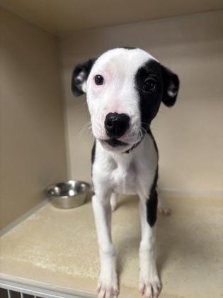 Enlarge Jewel, a Adoptable mixed breed in East Brookfield, MA image 1/2