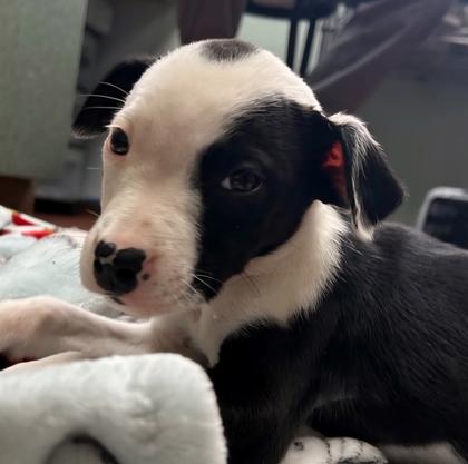 Enlarge Jewel, a Adoptable mixed breed in East Brookfield, MA image 2/2