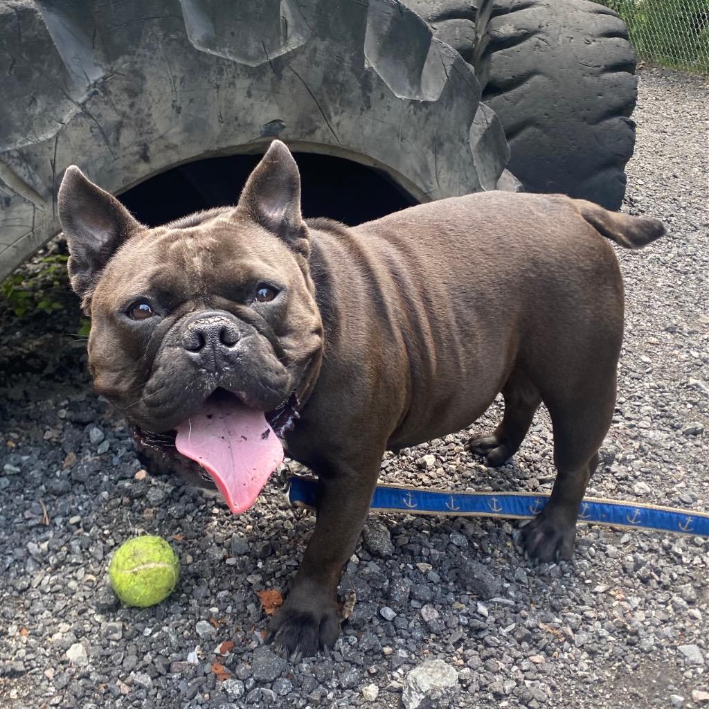 Tillie, Adoptable, Adult Female French Bulldog & Mixed Breed.