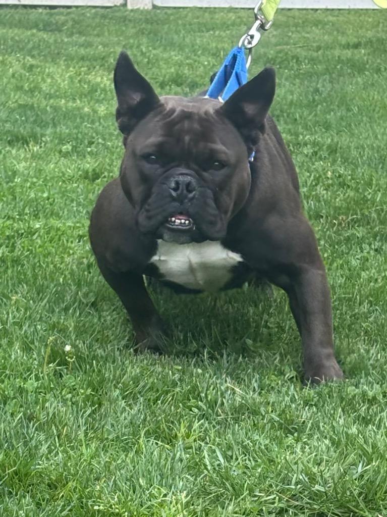 Tillie, Adoptable, Adult Female French Bulldog & Mixed Breed.