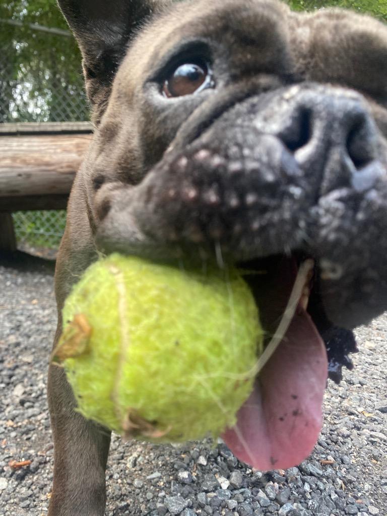 Tillie, a Adoptable mixed breed in Fall River, MA image 2/6