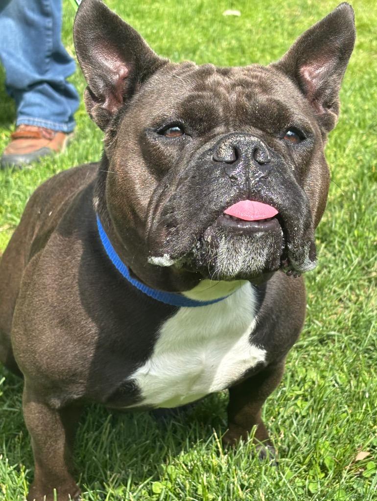 Enlarge Tillie, a Adoptable mixed breed in Fall River, MA image 2/6