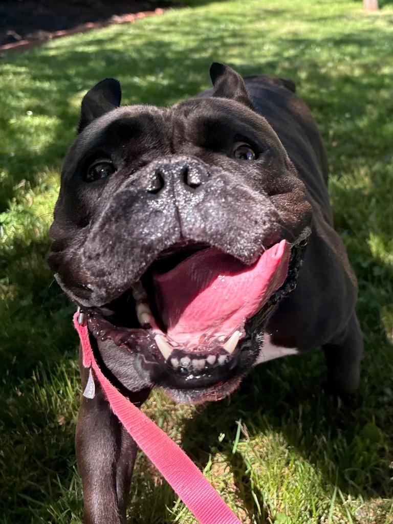 Tillie, a Adoptable mixed breed in Fall River, MA image 4/6