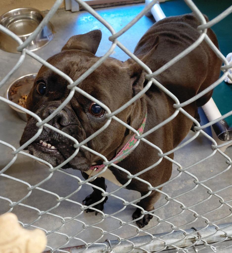 Enlarge Tillie, a Adoptable mixed breed in Fall River, MA image 4/6