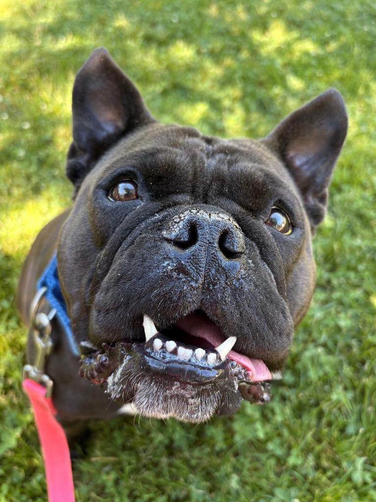 Tillie, a Adoptable mixed breed in Fall River, MA image 6/6