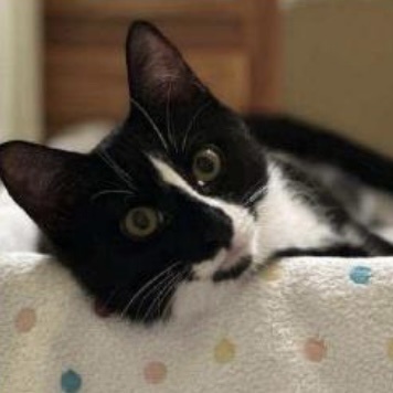 Enlarge Ori, a Adoptable Domestic Short Hair in Colonia, NJ image 1/1