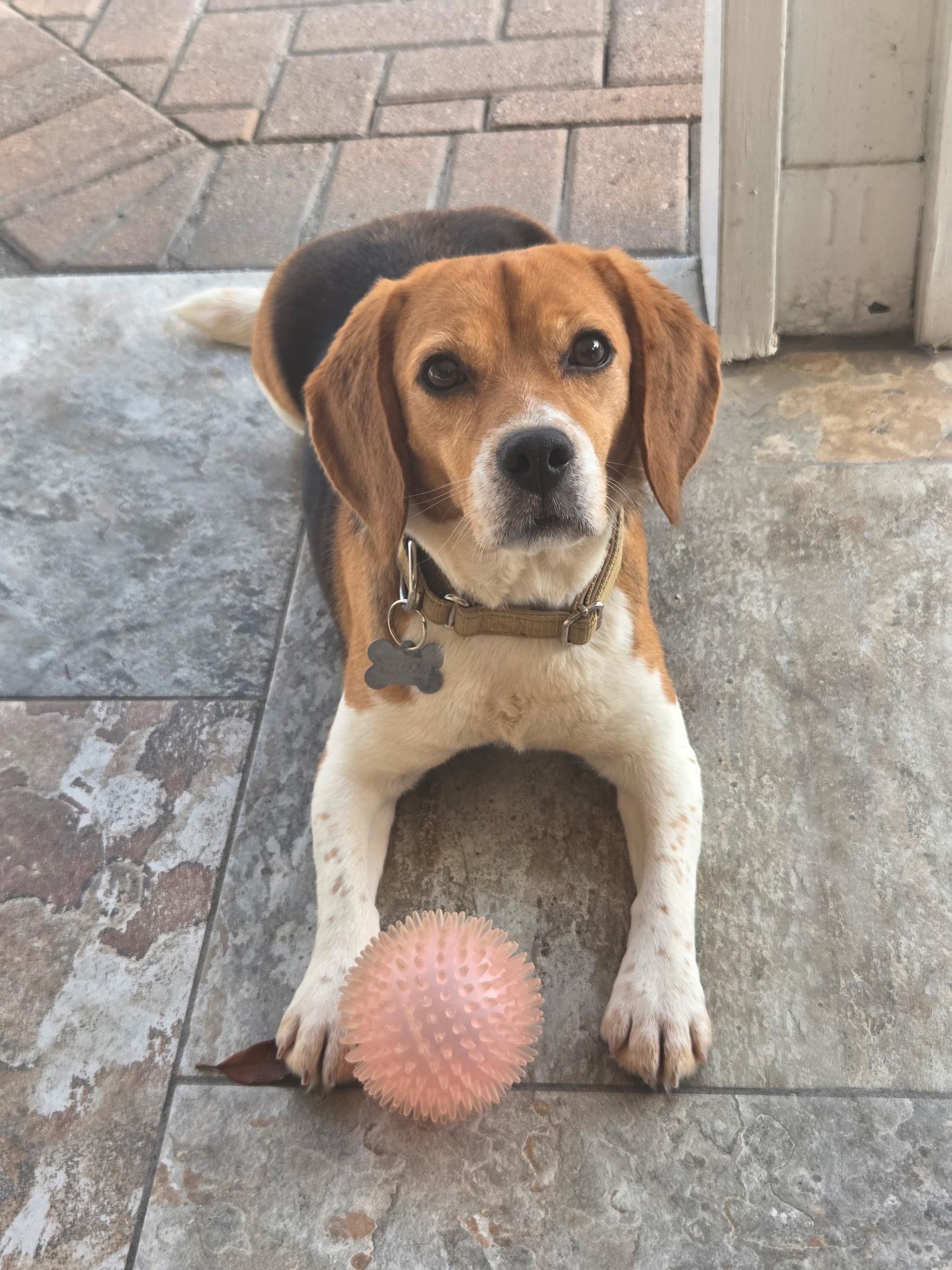 Petunia, a ADOPTABLE Beagle in Riverside, CA image 2/2