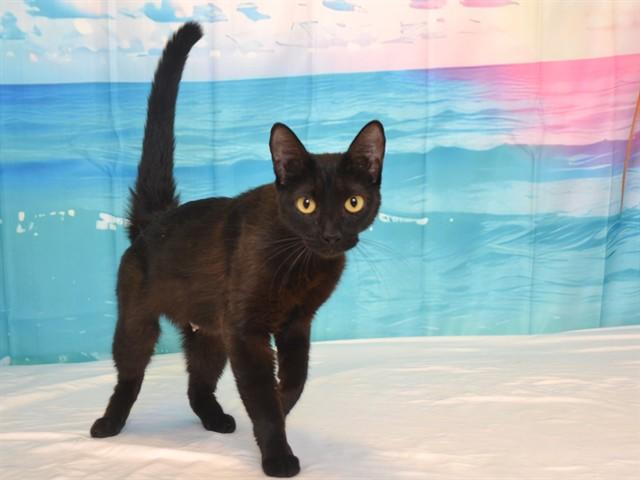 KIWI, Adoptable, Adult Female Domestic Short Hair.