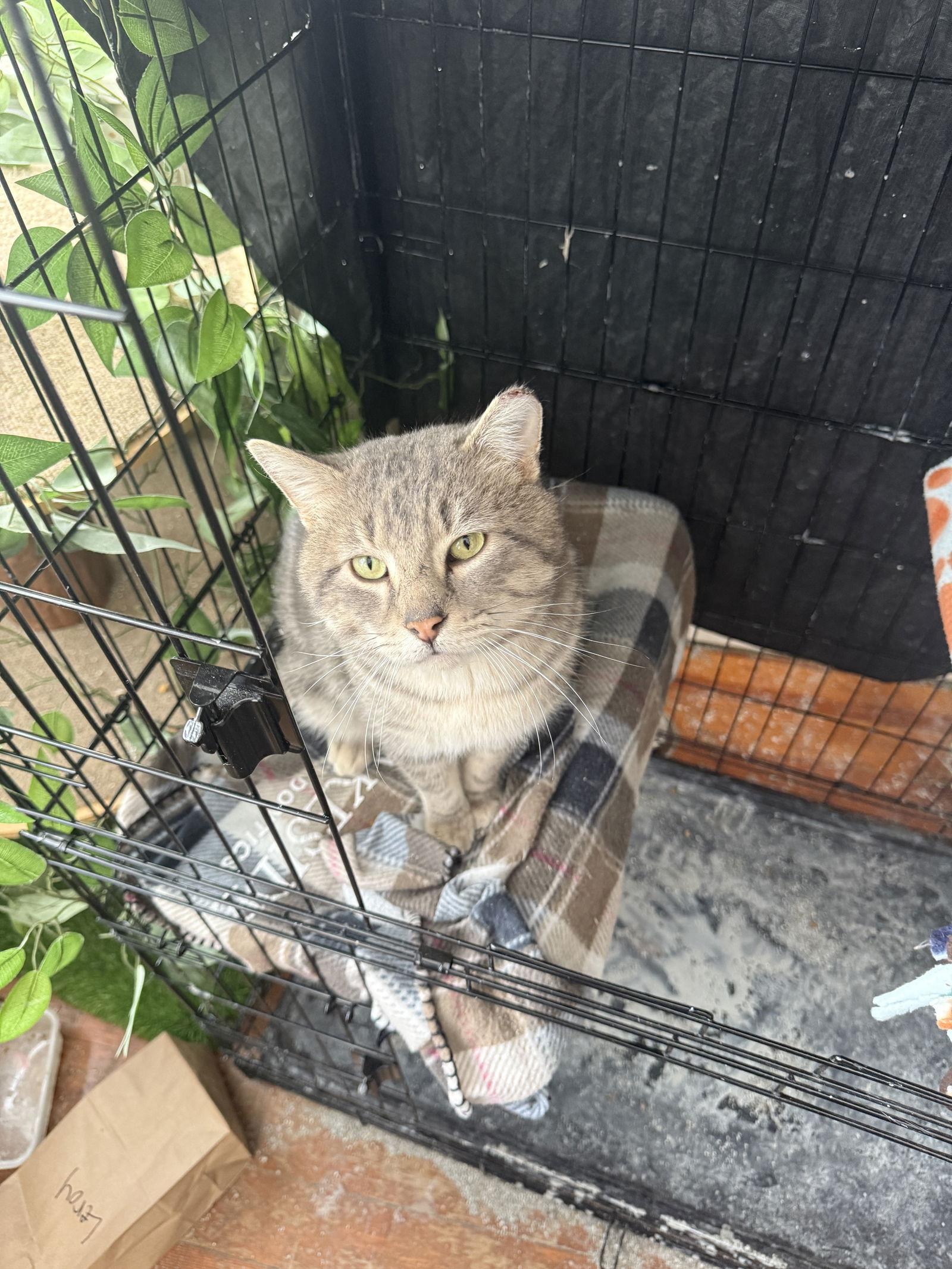 Enlarge Traeger, a Adoptable Domestic Short Hair in Minneapolis, MN image 2/2