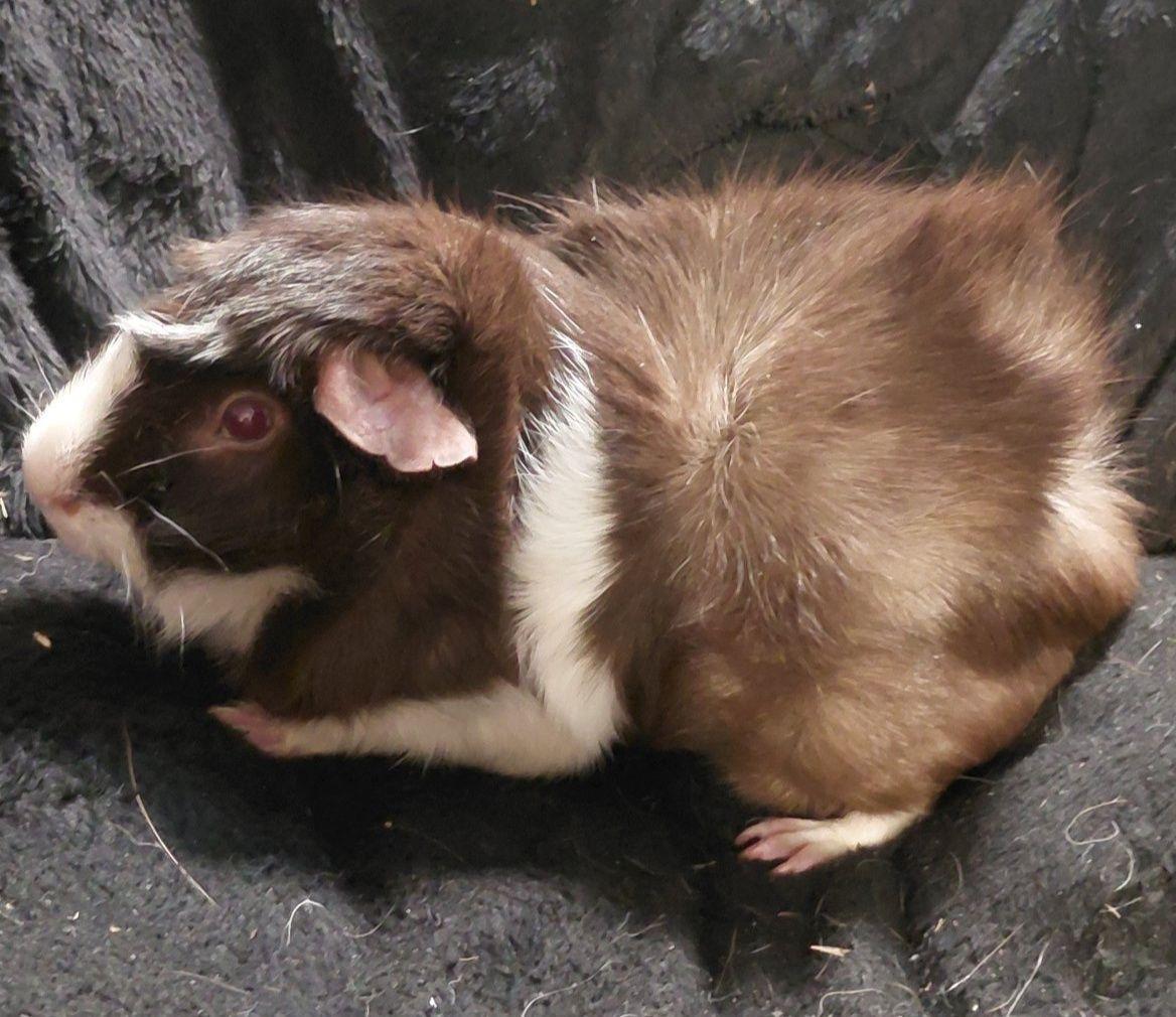 Adam, adopted, Adult Male Abyssinian.