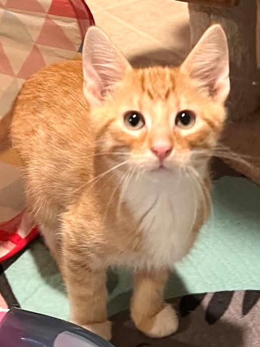 Enlarge Taffy, an adopted Domestic Medium Hair in Warsaw, MO image 1/1