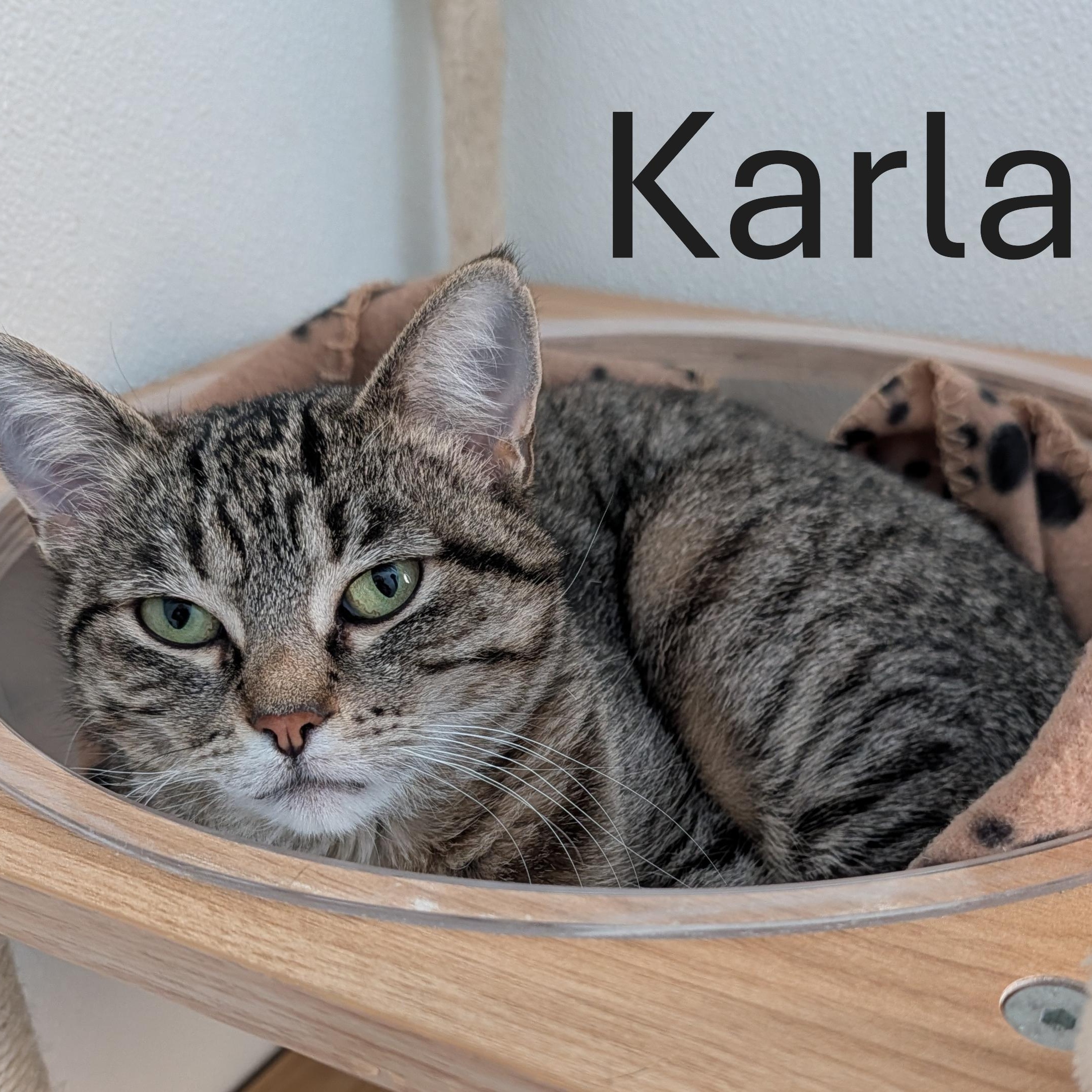 Karla, adoptable, Adult Female Domestic Short Hair.