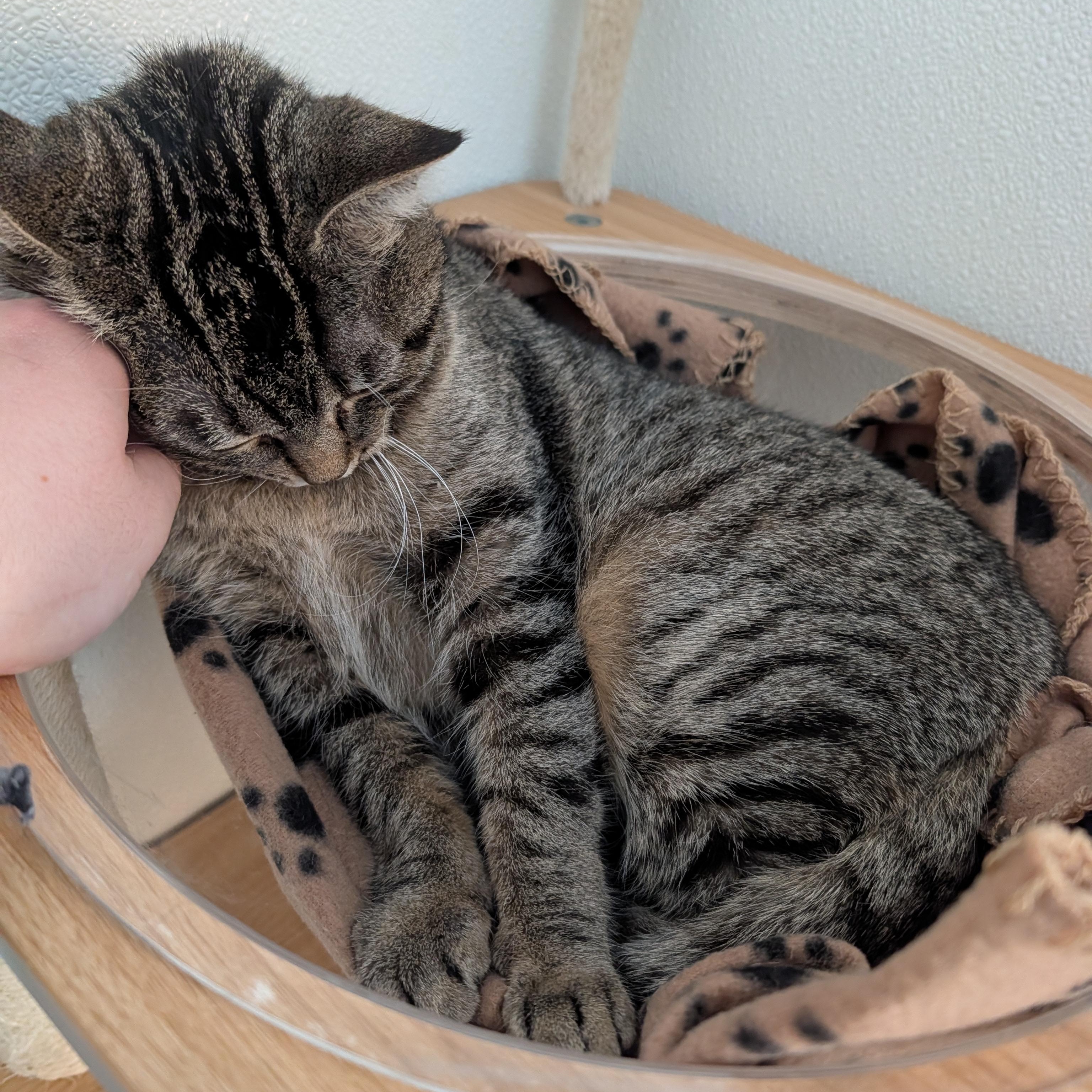 Enlarge Karla, an adoptable Domestic Short Hair in Manistique, MI image 2/3