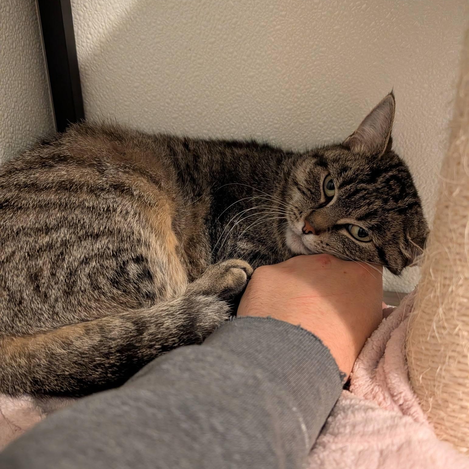 Enlarge Karla, an adoptable Domestic Short Hair in Manistique, MI image 1/2