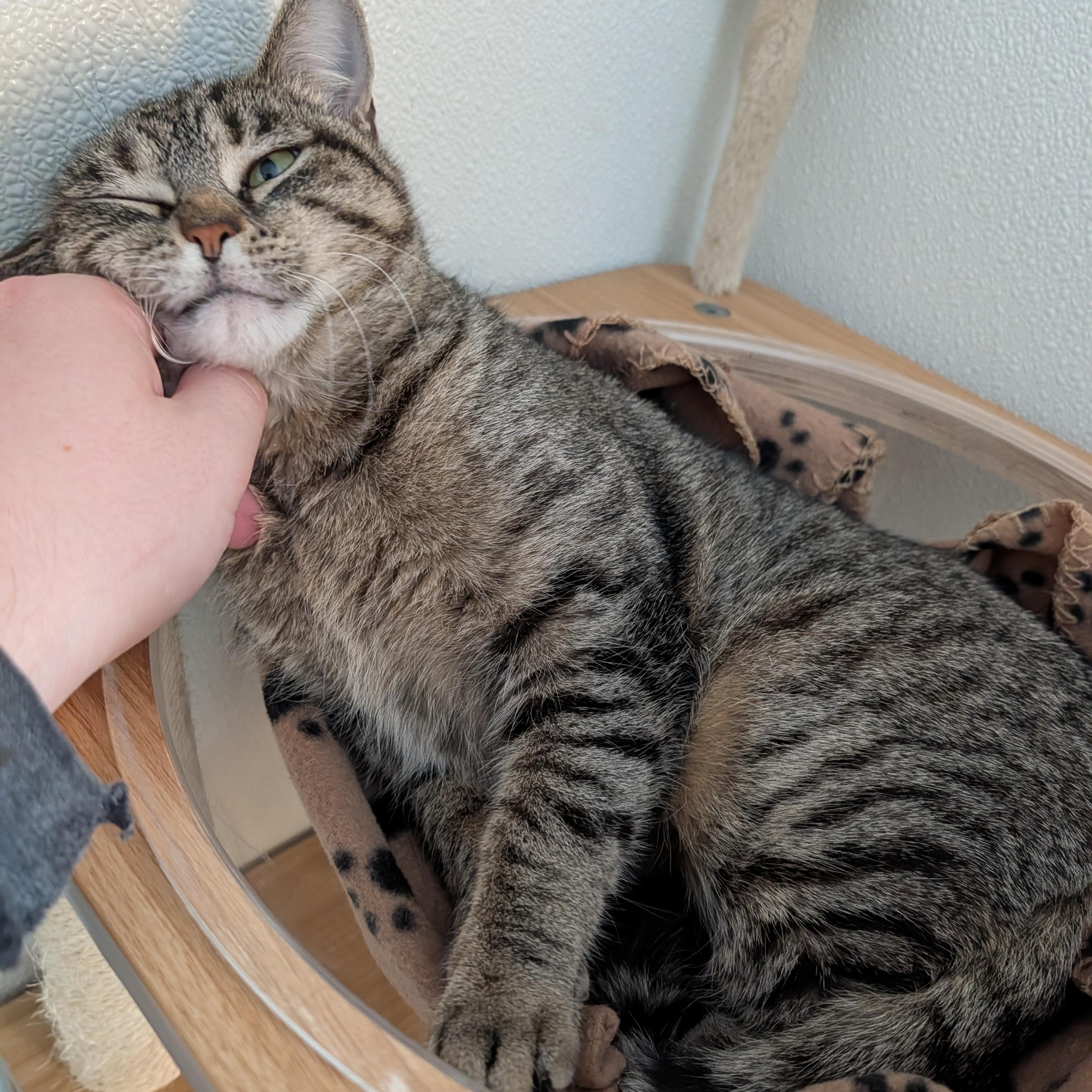 Enlarge Karla, an adoptable Domestic Short Hair in Manistique, MI image 3/3