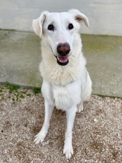 Iris, Adoptable, Young Female Mixed Breed & Mixed Breed.