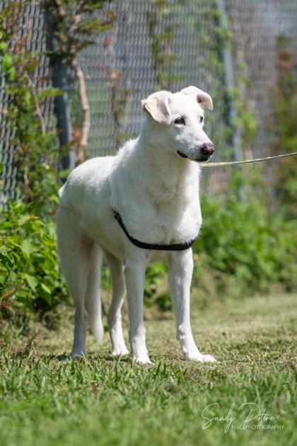 Iris, a Adoptable Mixed Breed in Port Saint Joe, FL image 2/3
