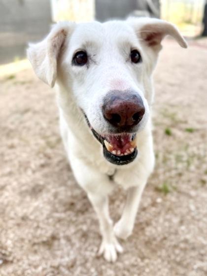 Enlarge Iris, a Adoptable Mixed Breed in Port Saint Joe, FL image 2/3