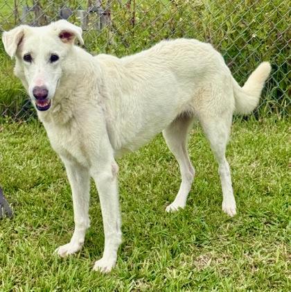 Iris, Adoptable, Young Female Mixed Breed & Mixed Breed.