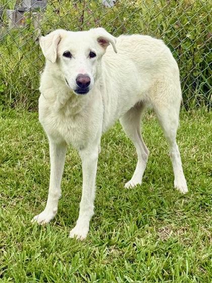 Enlarge Iris, a Adoptable Mixed Breed in Port Saint Joe, FL image 2/3