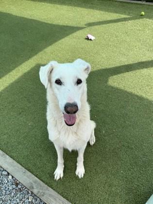 Enlarge Iris, a Adoptable Mixed Breed in Port Saint Joe, FL image 3/3